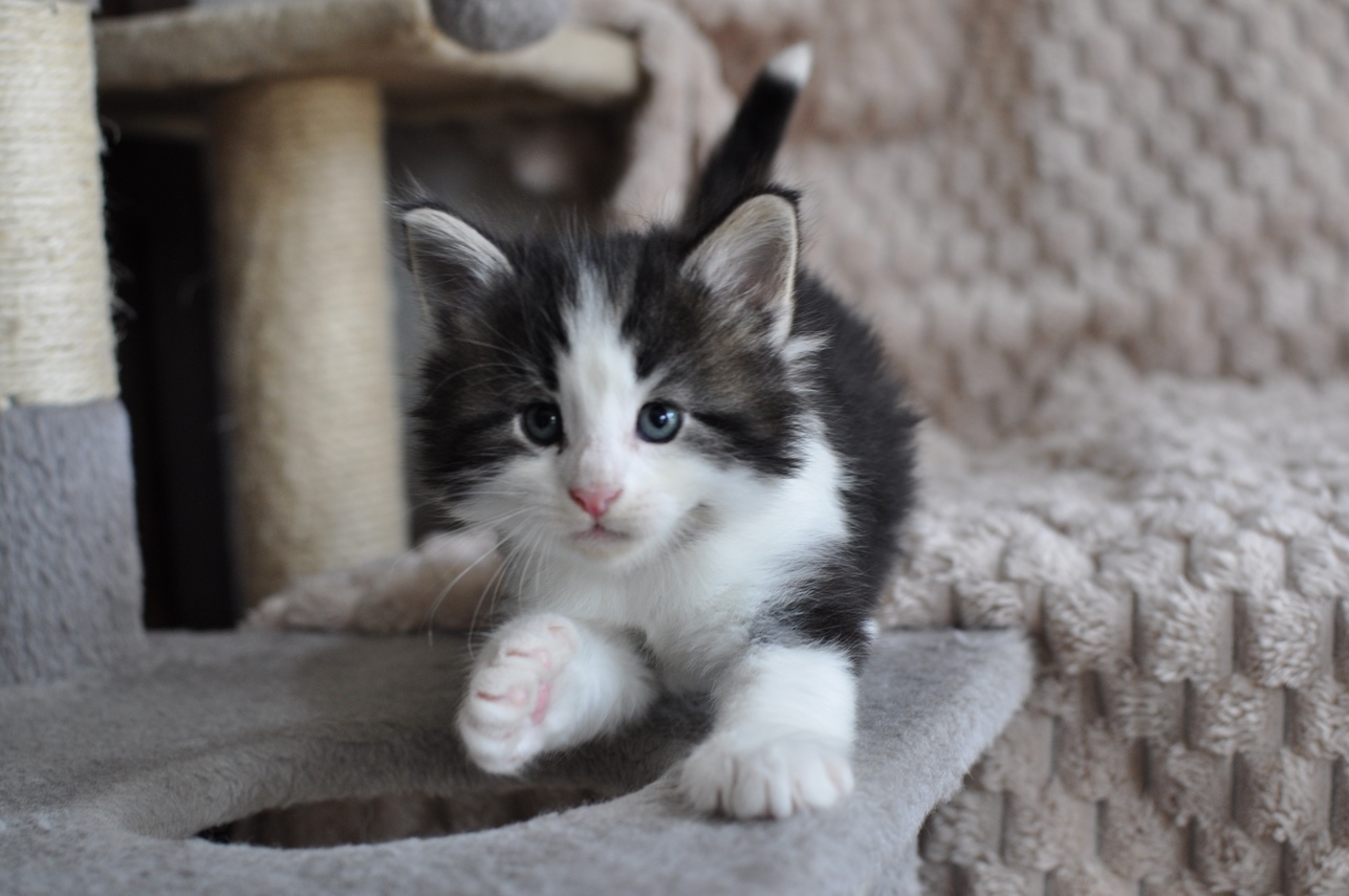 Aktualnie wolne  kocięta 